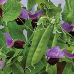 Little Snowpea Purple Hybrid