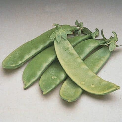 Oregon Giant Snow Pea