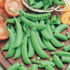 Cascadia Snap Pea