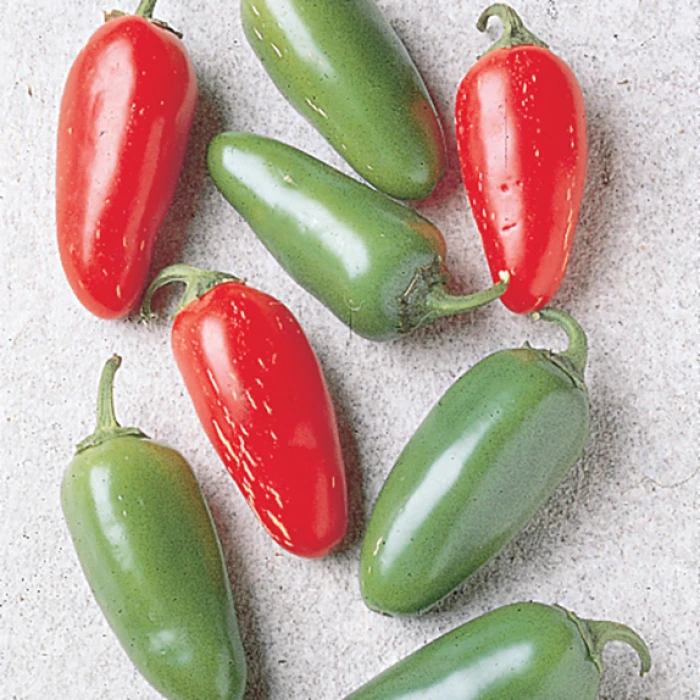 Early Jalapeno Pepper 1 Early Jalapeno Pepper