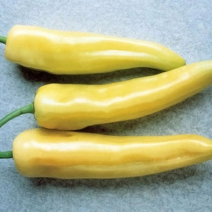 Hungarian Yellow Hot Wax Pepper 1 Hungarian Yellow Hot Wax Pepper