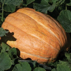 Maxima Dills Atlantic Giant Pumpkin