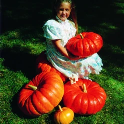 Maxima Rouge Vif D'Etampes Pumpkin