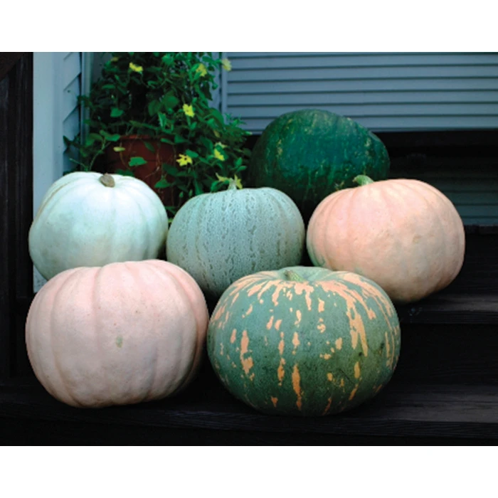Maxima Small World Of Color Blend Pumpkin 1 Maxima Small World Of Color Blend Pumpkin