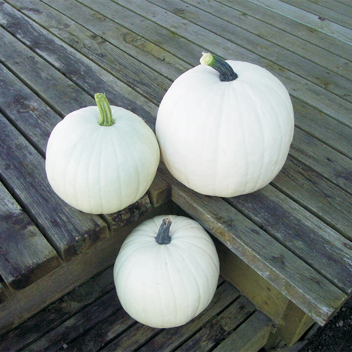 Cotton Candy Pumpkin 1 Cotton Candy Pumpkin