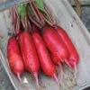 Dragon Hybrid Radish