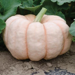 Porcelain Doll Hybrid Pumpkin
