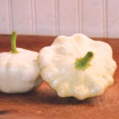 Early White Bush Scallop Squash