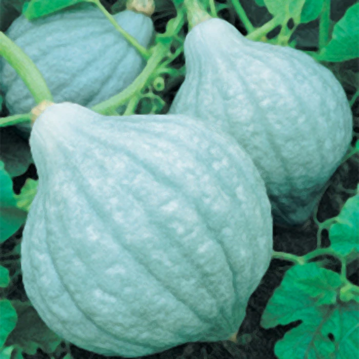 Maxima Baby Blue Hubbard Winter Squash 1 Maxima Baby Blue Hubbard Winter Squash