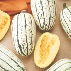 Bush Delicata Winter Squash