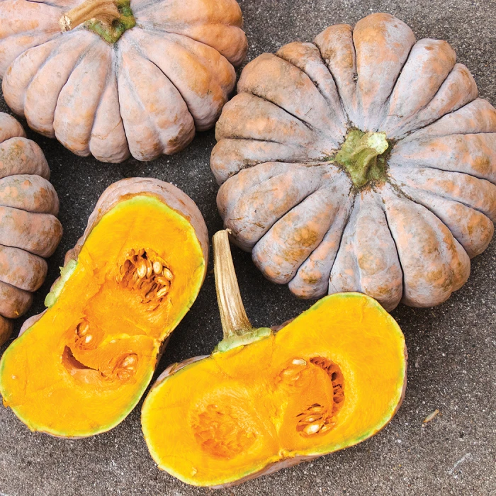 Maxima Kai Kai Hybrid Winter Squash 1 Maxima Kai Kai Hybrid Winter Squash