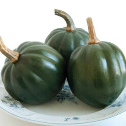 Honey Bear Hybrid Acorn Squash