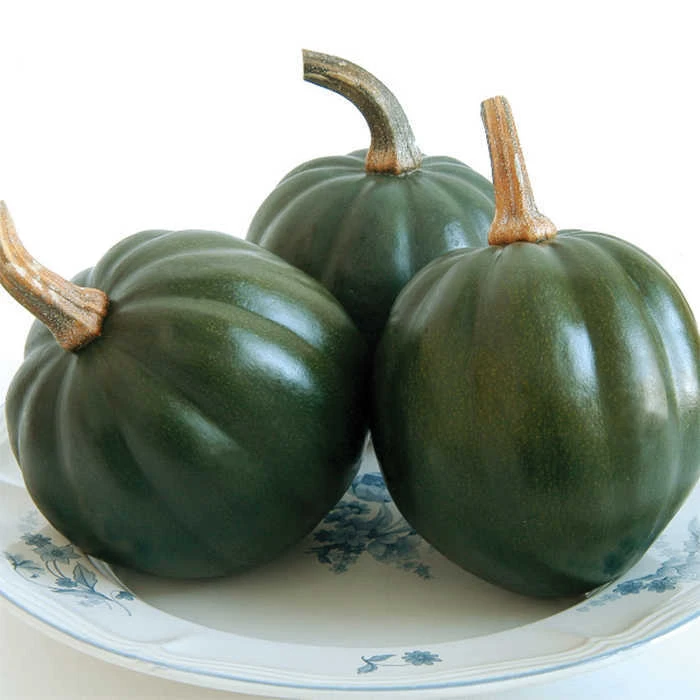 Honey Bear Hybrid Acorn Squash 1 Honey Bear Hybrid Acorn Squash