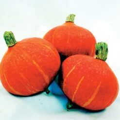 Maxima Sun Spot Hybrid Winter Squash