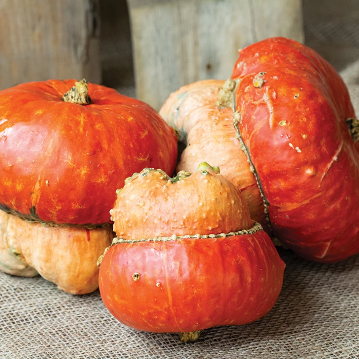 Maxima Turks Turban Squash 1 Maxima Turks Turban Squash