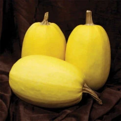 Primavera Hybrid Spaghetti Squash