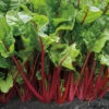 Fire Fresh Hybrid Swiss Chard