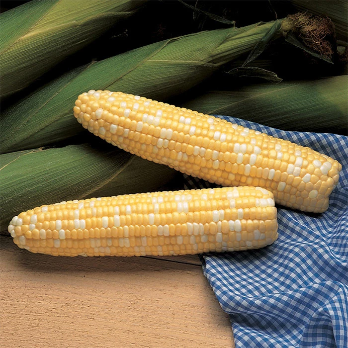 Serendipity Triplesweet® Bicolor Untreated Hybrid Sweet Corn 1 Serendipity Triplesweet® Bicolor Untreated Hybrid Sweet Corn
