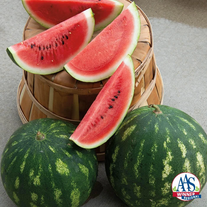 Cal Sweet Bush Watermelon 1 Cal Sweet Bush Watermelon