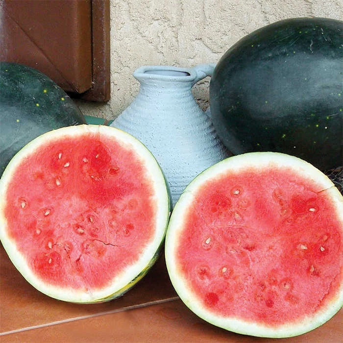 Harvest Moon Hybrid Seedless Watermelon 1 Harvest Moon Hybrid Seedless Watermelon