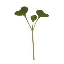 Broccoli Microgreens