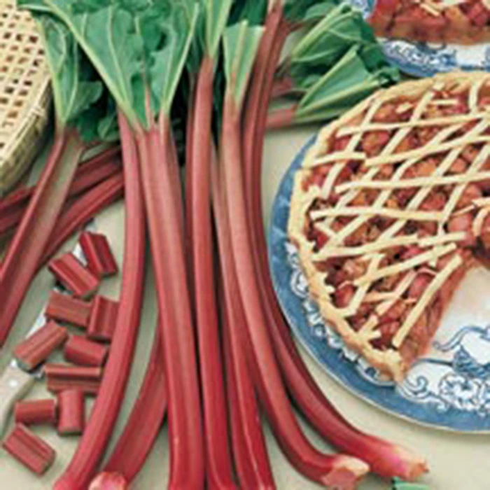 Canada Red And Crimson Red Rhubarb Offer 1 Canada Red And Crimson Red Rhubarb Offer