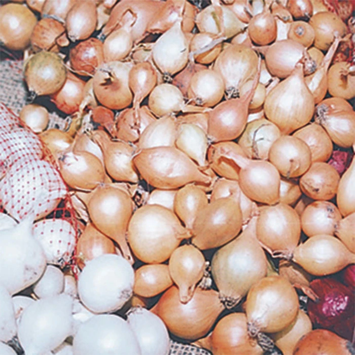 Yellow Stuttgarter Onion Sets 1 Yellow Stuttgarter Onion Sets