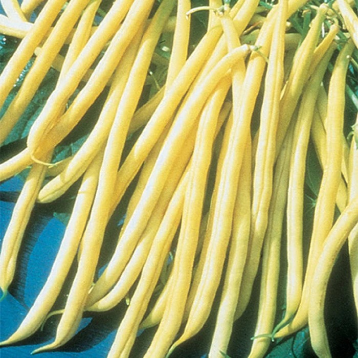 Rocdor Organic Bean Seed 1 Rocdor Organic Bean Seed