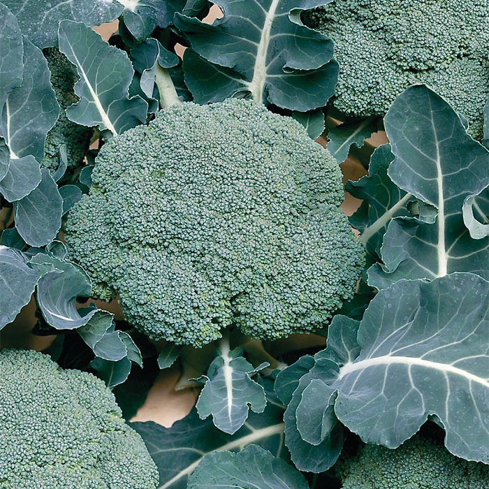 Belstar Organic Hybrid Broccoli 1 Belstar Organic Hybrid Broccoli