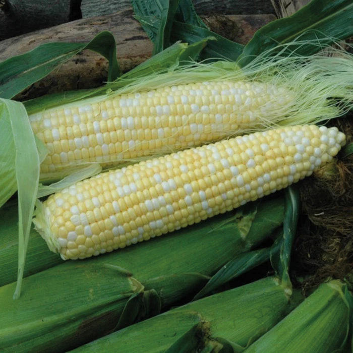 Organic Natural Sweet XR Bicolor Hybrid Sweet Corn 1 Organic Natural Sweet XR Bicolor Hybrid Sweet Corn