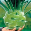 Organic Kossak Hybrid Kohlrabi