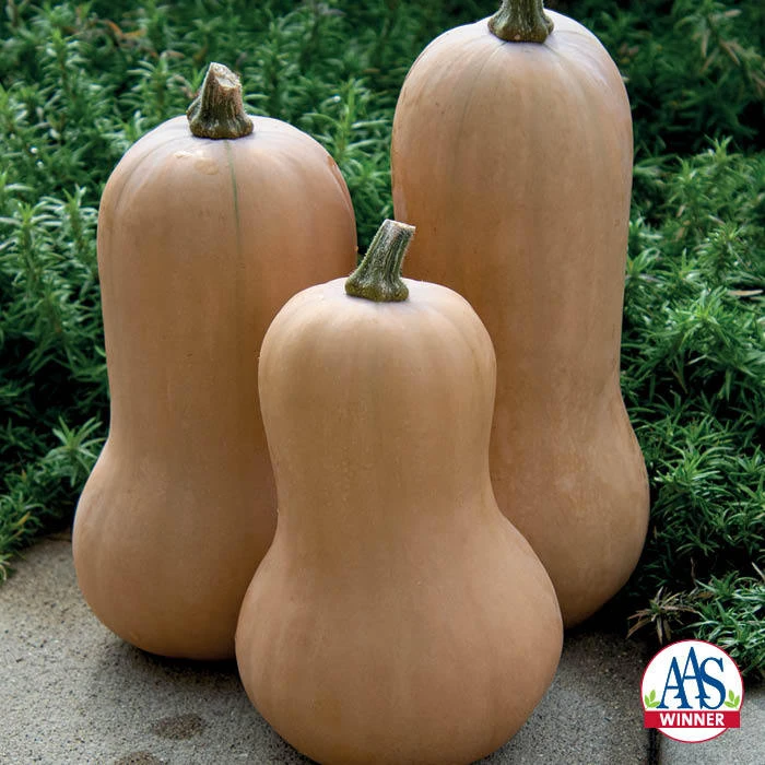 Organic Waltham Butternut Squash 1 Organic Waltham Butternut Squash
