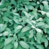 Organic Broadleaf Sage