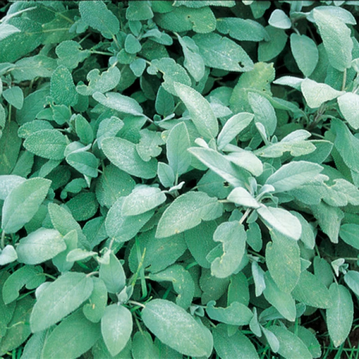 Organic Broadleaf Sage 1 Organic Broadleaf Sage