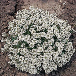 Carpet Of Snow Alyssum