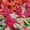 Elephant Head Amaranthus