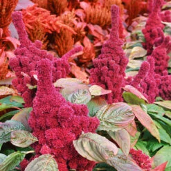 Elephant Head Amaranthus