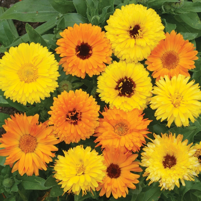 Pacific Beauty Calendula Mix 1 Pacific Beauty Calendula Mix
