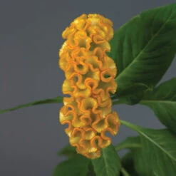 Neo&trade; Gold Celosia