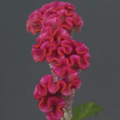 Neo&trade; Pink Celosia