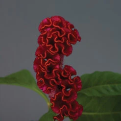 Neo&trade; Red Celosia
