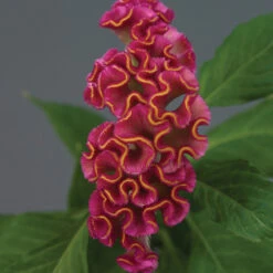 Neo&trade; Rose Celosia