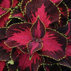 Chocolate Covered Cherry Coleus