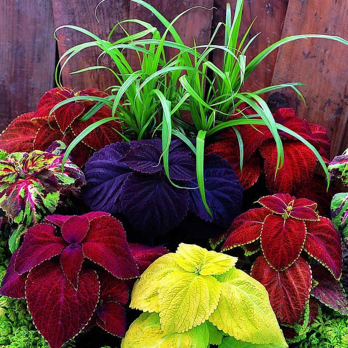 Giant Exhibition Mix Coleus 1 Giant Exhibition Mix Coleus