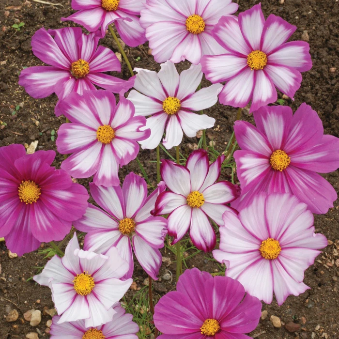 Candystripe Cosmos 1 Candystripe Cosmos