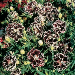 Velvet N' Lace Dianthus