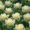 Flare&trade; White Hybrid Ornamental Kale