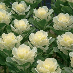 Flare&trade; White Hybrid Ornamental Kale
