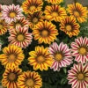 Big Kiss&trade; Hybrid Mix Gazania