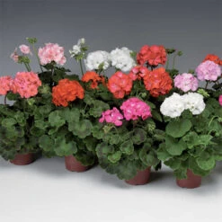 Pinto&trade; Mix Hybrid Geranium